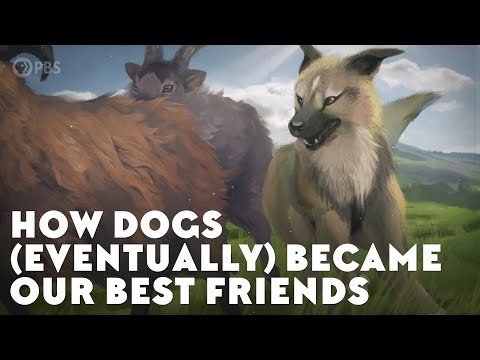 How Dogs (Eventually) Became Our Best Friends